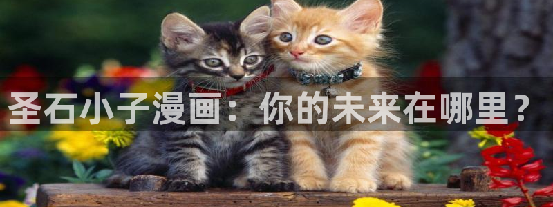 漫蛙漫画版免费入口：圣石小子漫画：你的未来在哪里？